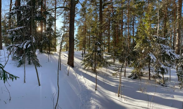 Panoramic view of winter wild park, long shadow of trunks of pine trees at frosty sunny weather, Green branches of trees. High quality photo