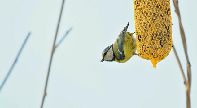 Closeup of Cute Great Tit Bird (Cyanistes Caeruleus) Hanging on Net Suet Feeder.