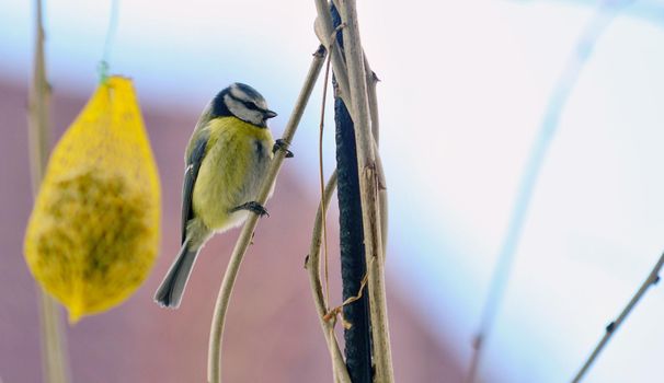 Closeup of Cute Great Tit Bird (Cyanistes Caeruleus) on branch.