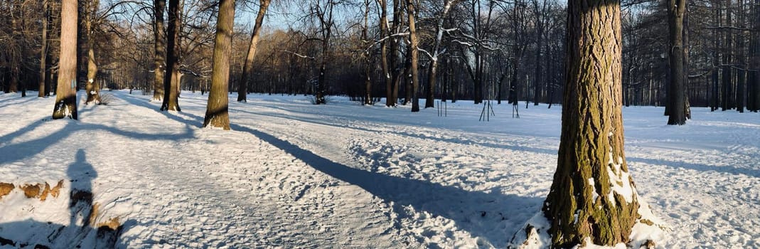 Panoramic image of winter park, shadow of black trunks of trees. High quality photo