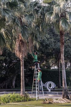 Bangkok, Thailand - Jan 14, 2021 : The gardener climbs Climb the ladder cut the branches at the top. Selective focus.