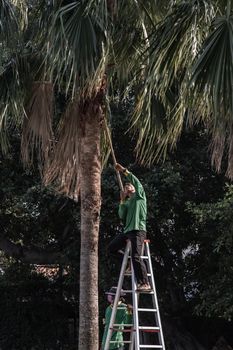 Bangkok, Thailand - Jan 14, 2021 : The gardener climbs Climb the ladder cut the branches at the top. Focus and blur.