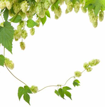 Fresh green hop branch, isolated on a white background. Hop cones for making beer and bread. Close up