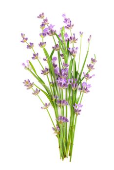 Lavender flowers bundle on a white background.