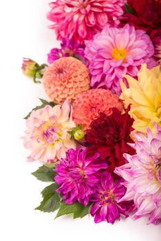 Deautiful flower dahlia isolated on a white background