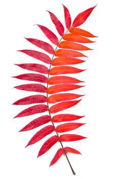 Single bright multi-colored leaf , close-up, isolated on a white background