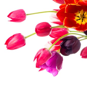 Spring color tulips in a bouquet with pink, red beautiful flowers isolated on white