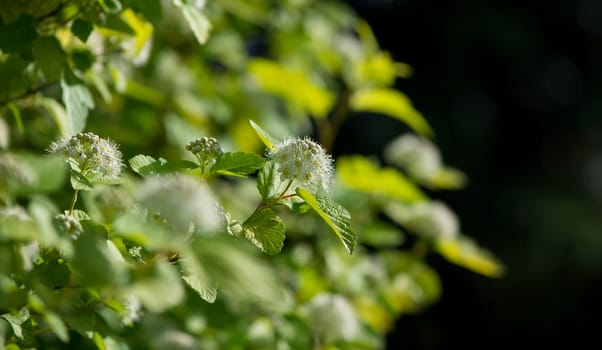 Viburnum carlesii, is a shrub with spherical growth form and white spherical flowers