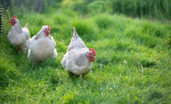 Rooster and Chickens. Free Range Cock and Hens.