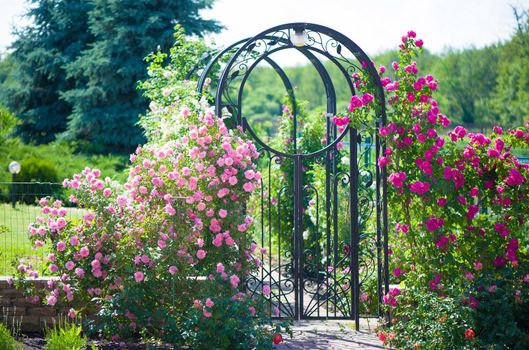 Beautiful pink climbing roses in spring in the garden