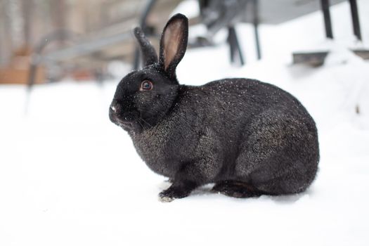 Beautiful, fluffy black rabbit in winter in the park. The rabbit sits waiting for food.