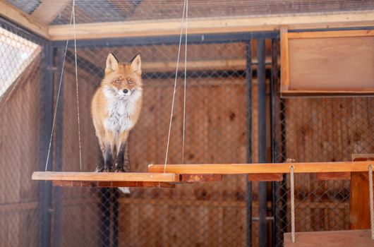 Wild red Fox sitting in a cage at the zoo. High quality photo