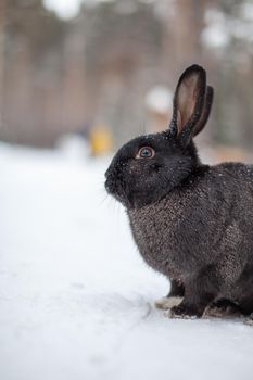 Beautiful, fluffy black rabbit in winter in the park. The rabbit sits waiting for food.