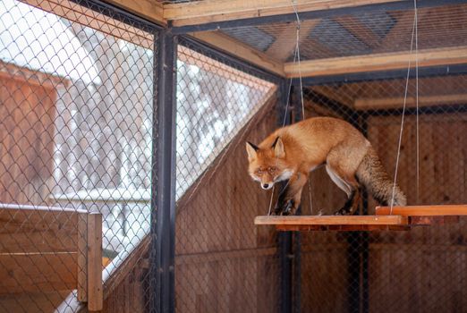 Wild red Fox sitting in a cage at the zoo. High quality photo