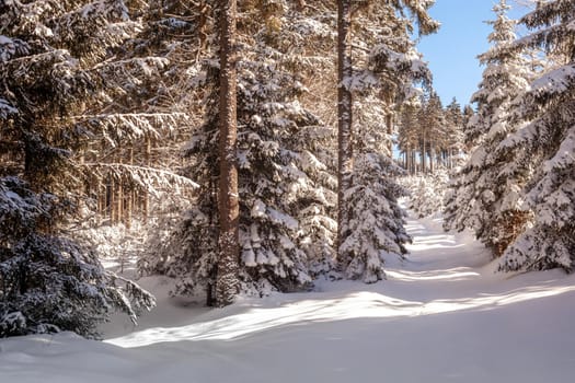 snow in the forest in a sunny day.