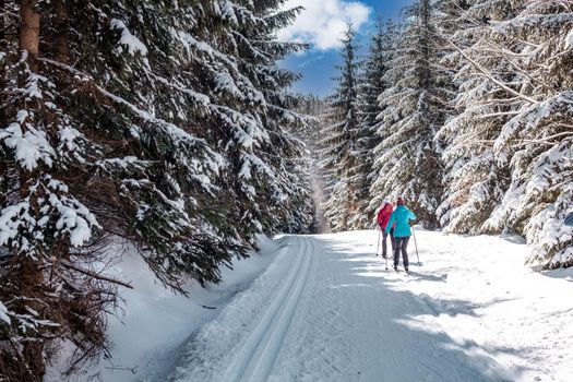 cross-country skiing in the woods in the snow in winter.