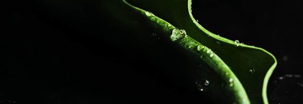 Green leaf with water drops as environmental background, nature closeup