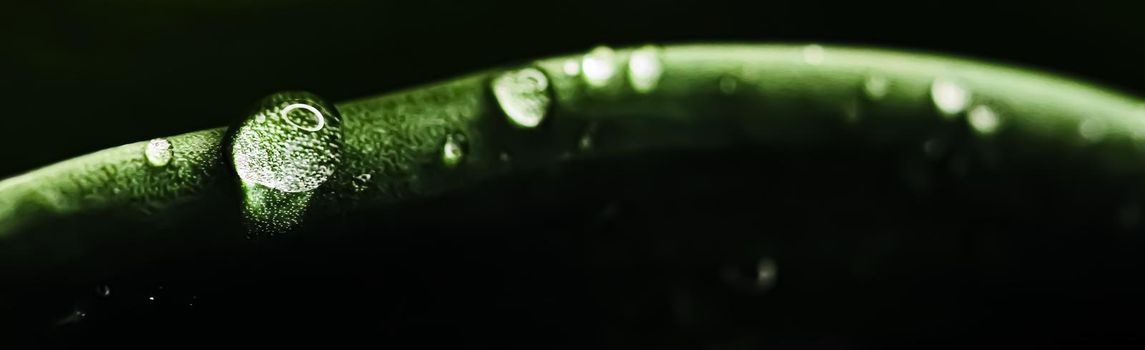 Green leaf with water drops as environmental background, nature closeup