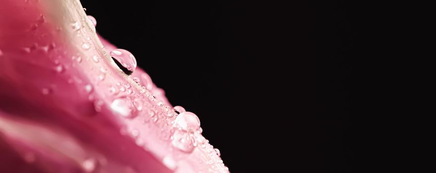 Beautiful pink flower with dew drops, floral beauty closeup