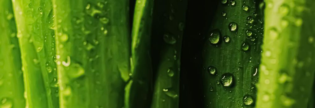 Green leaves with water drops as environmental background, nature closeup