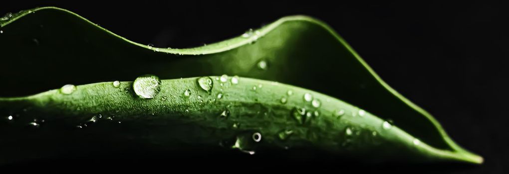 Green leaf with water drops as environmental background, nature closeup