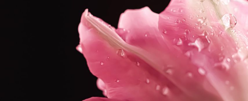 Beautiful pink flower with dew drops, floral beauty closeup