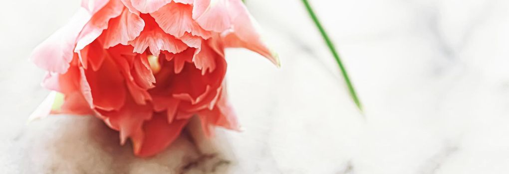 Beautiful pink tulip flower in bright morning sunlight, floral beauty closeup