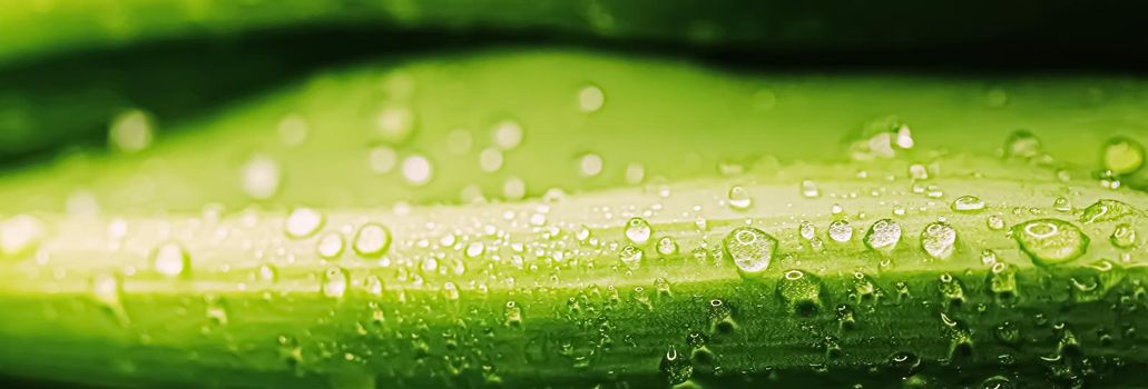 Green leaves with water drops as environmental background, nature closeup