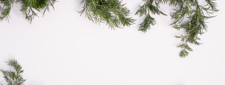 Banner of fresh green dill. on a white background. copy space. 