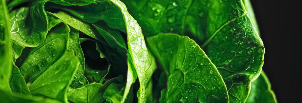 Fresh green lettuce, organic food closeup