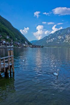 Hallstatt in Alps, Swans swimming in the lake, Austria