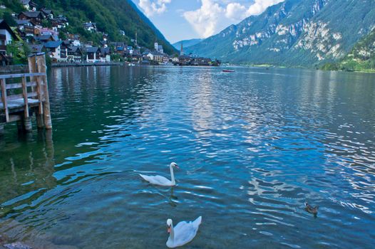 Hallstatt in Alps, Swans swimming in the lake, Austria