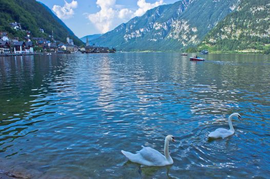 Hallstatt in Alps, Swans swimming in the lake, Austria