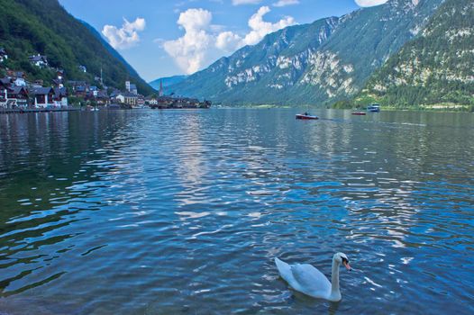 Hallstatt in Alps, Swans swimming in the lake, Austria