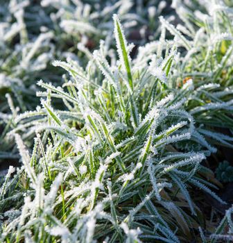 Closeup detail of grass in garden covered with frost ice during winter