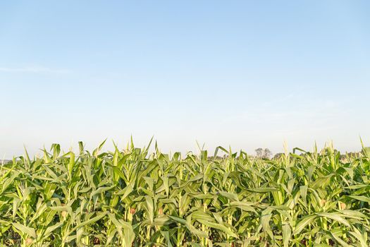 Green maize corn field plantation, Corn on the cob