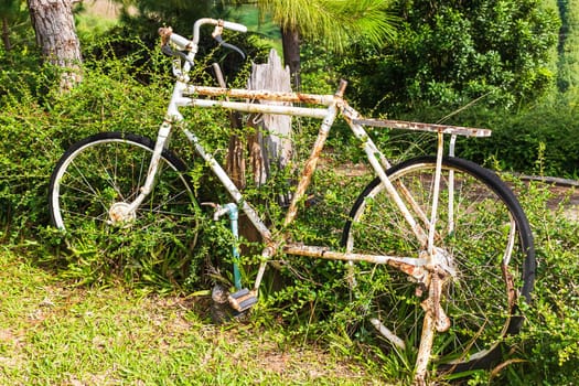 Old white bicycle with rusty parked up in the garden