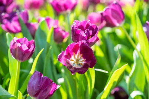 Close up rpurple tulips blooming in the flower garden