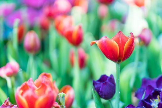 Close up red and purple tulips blooming in the flower garden