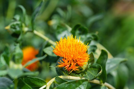 Safflower (Carthamus tinctorius,False saffron) has begun to bloom and buds of Safflowers plant