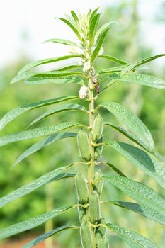 Sesame seed flower on tree in the field, Sesame a tall annual herbaceous plant of tropical and subtropical areas cultivated for its oil-rich seeds