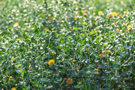 Safflower (Carthamus tinctorius,False saffron) has begun to bloom and buds of Safflowers in garden