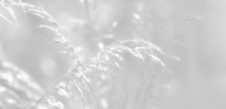 Nature background. Soft focus image of wild grass on blurred nature background. Image in light gray tonality