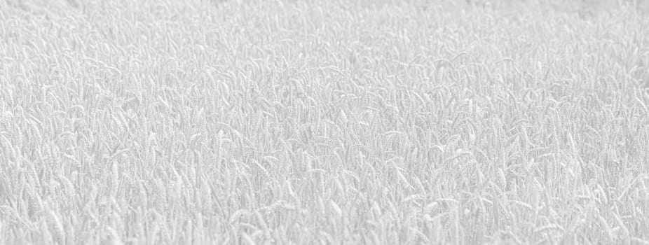 Wheat field. Golden wheat field at sunny day. Beautiful nature landscape. Image in light gray tonality