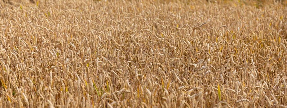 Wheat field. Golden wheat field at sunny day. Beautiful nature landscape.