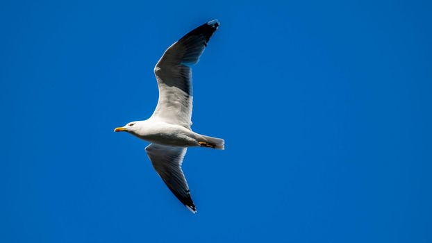 seagull flying in blue sky looking for prey