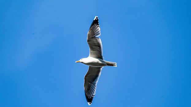 seagull flying in blue sky looking for prey