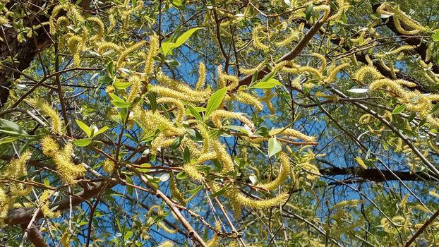 Close-up, brush of willow in early spring. Yellow stamens on the branches. Background, pattern natural.