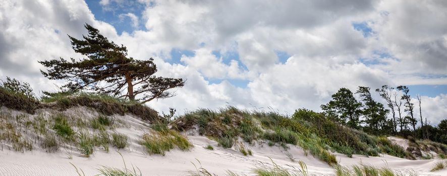 Baltic sea coast near Liepaja, Latvia. Sand dunes with pine trees. Classical Baltic beach landscape. Wild nature