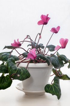 The indoor flower is cyclamen with bright pink flowers surrounded by green leaves on a light background. Front view, copy space